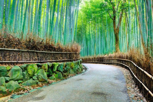 Kyoto Abstract of Arashiyama Bamboo Grove